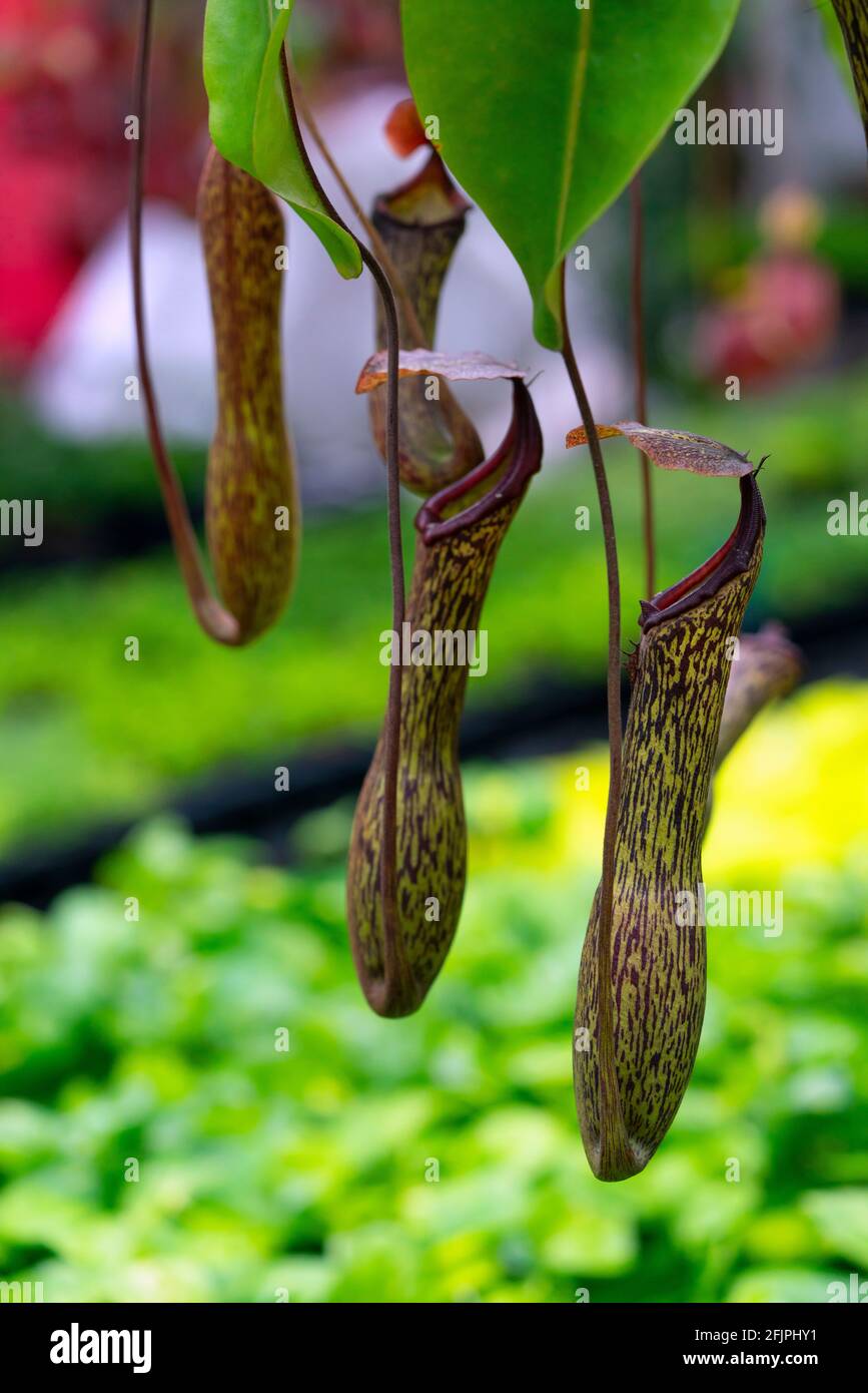 Nepenthes rafflesiana exotic carnivorous plant Stock Photo - Alamy