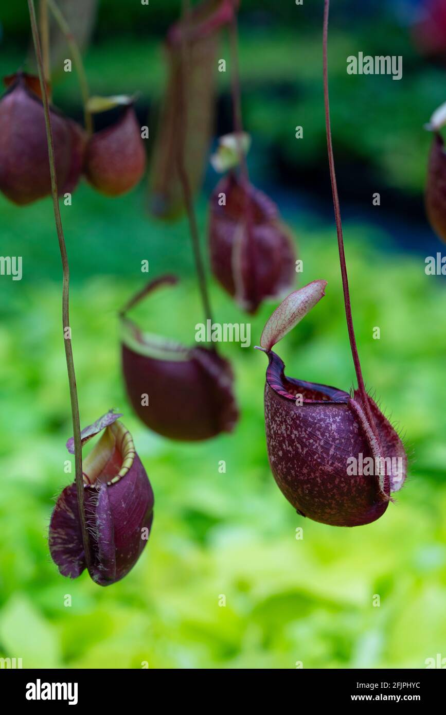 Nepenthes rafflesiana exotic carnivorous plant Stock Photo - Alamy