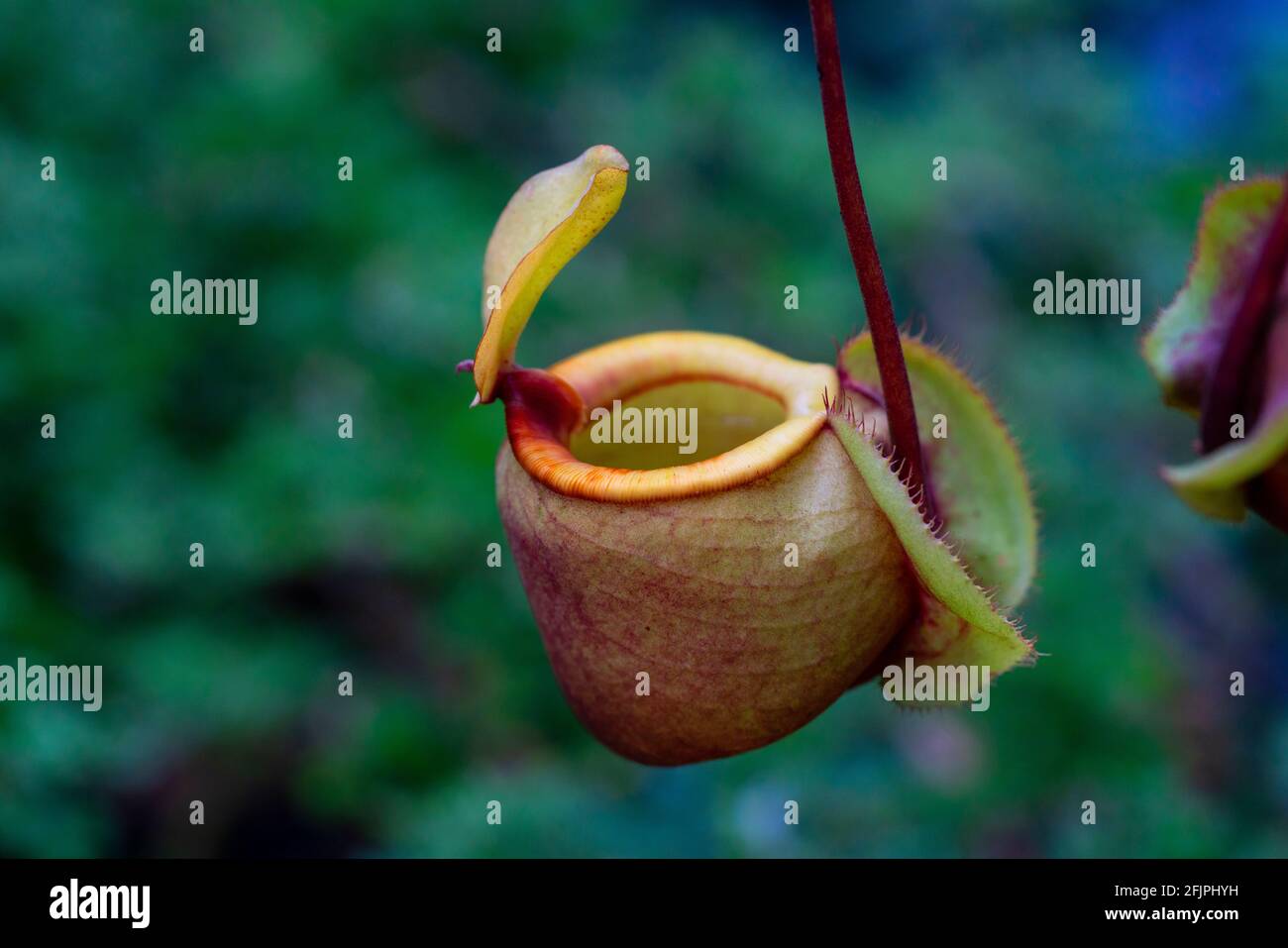 Nepenthes rafflesiana exotic carnivorous plant Stock Photo - Alamy