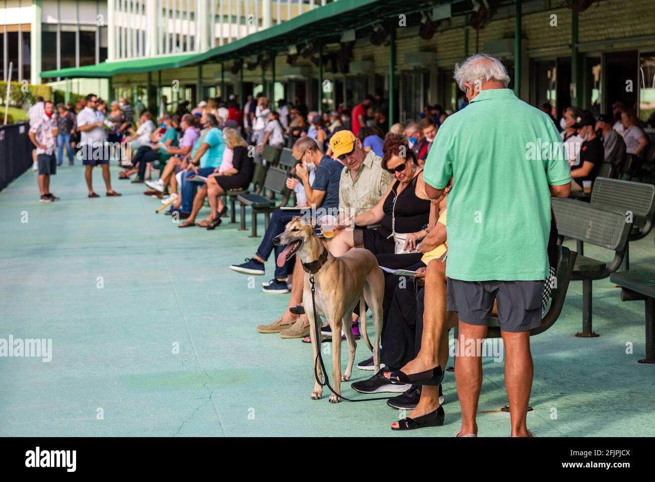 An adopted greyhound returns trackside on the last day of legal dog racing at the Palm Beach Kennel Club in West Palm Beach, Florida, USA. Stock Photo
