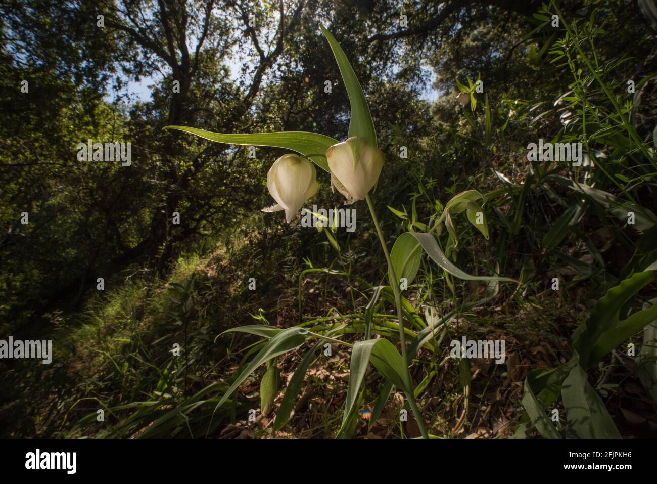 White globe lilies (Calochortus albus) a CA endemic wildflower blooming together in a California forest in the East Bay region. Stock Photo