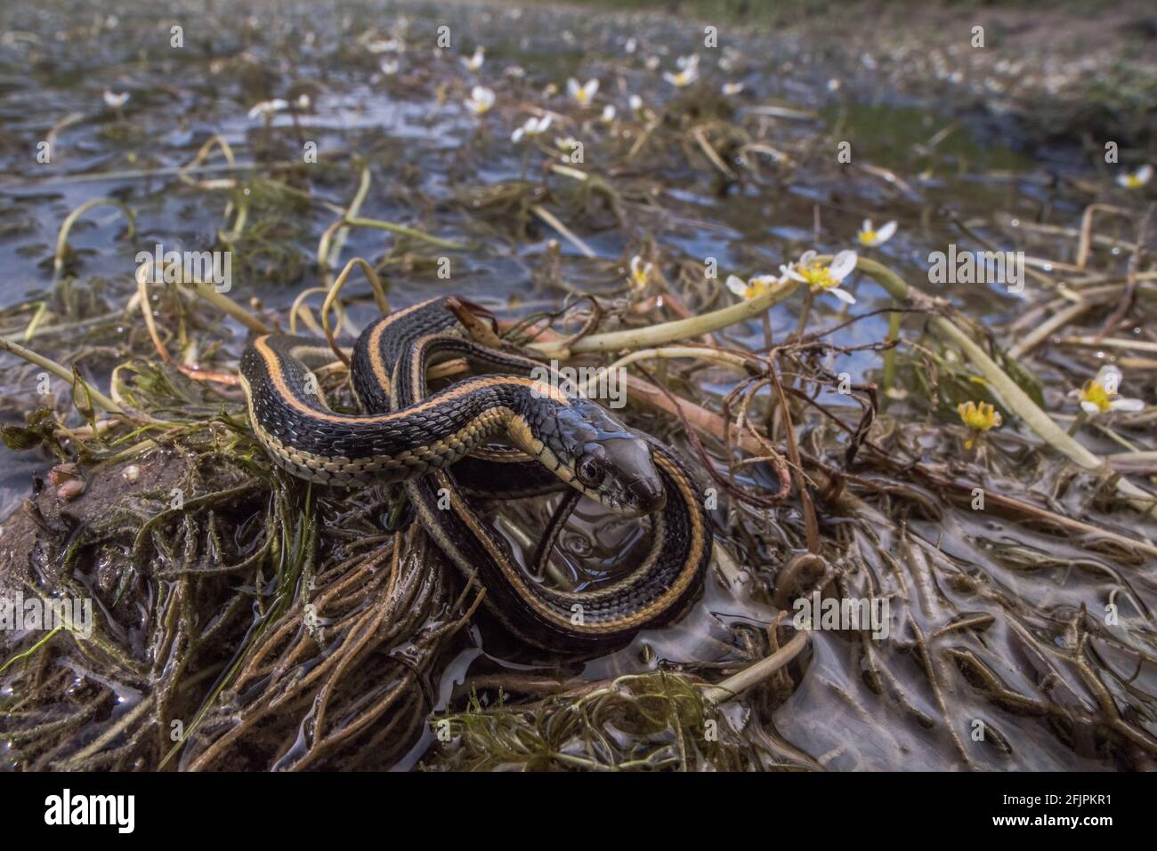 A baby aquatic gartersnake (Thamnophis atratus zaxanthus) next to a pond in California. Stock Photo