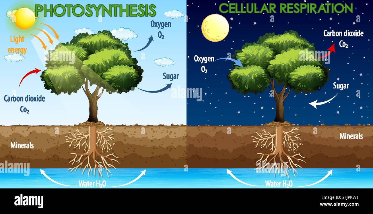 Cellular Respiration High Resolution Stock Photography And Images Alamy