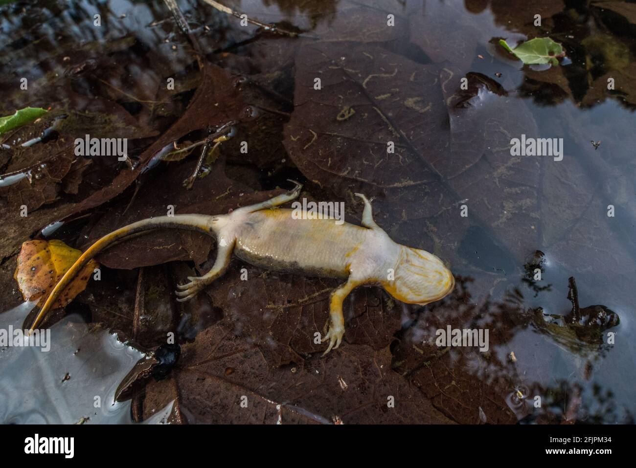 A dead newt, dead and dying salamanders are cause for concern and must be tested for batrachochytrium salamandrivorans an emergent pathogen. Stock Photo