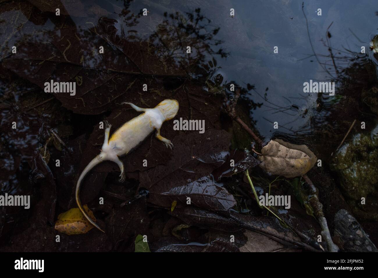 A dead newt, dead and dying salamanders are cause for concern and must be tested for batrachochytrium salamandrivorans an emergent pathogen. Stock Photo