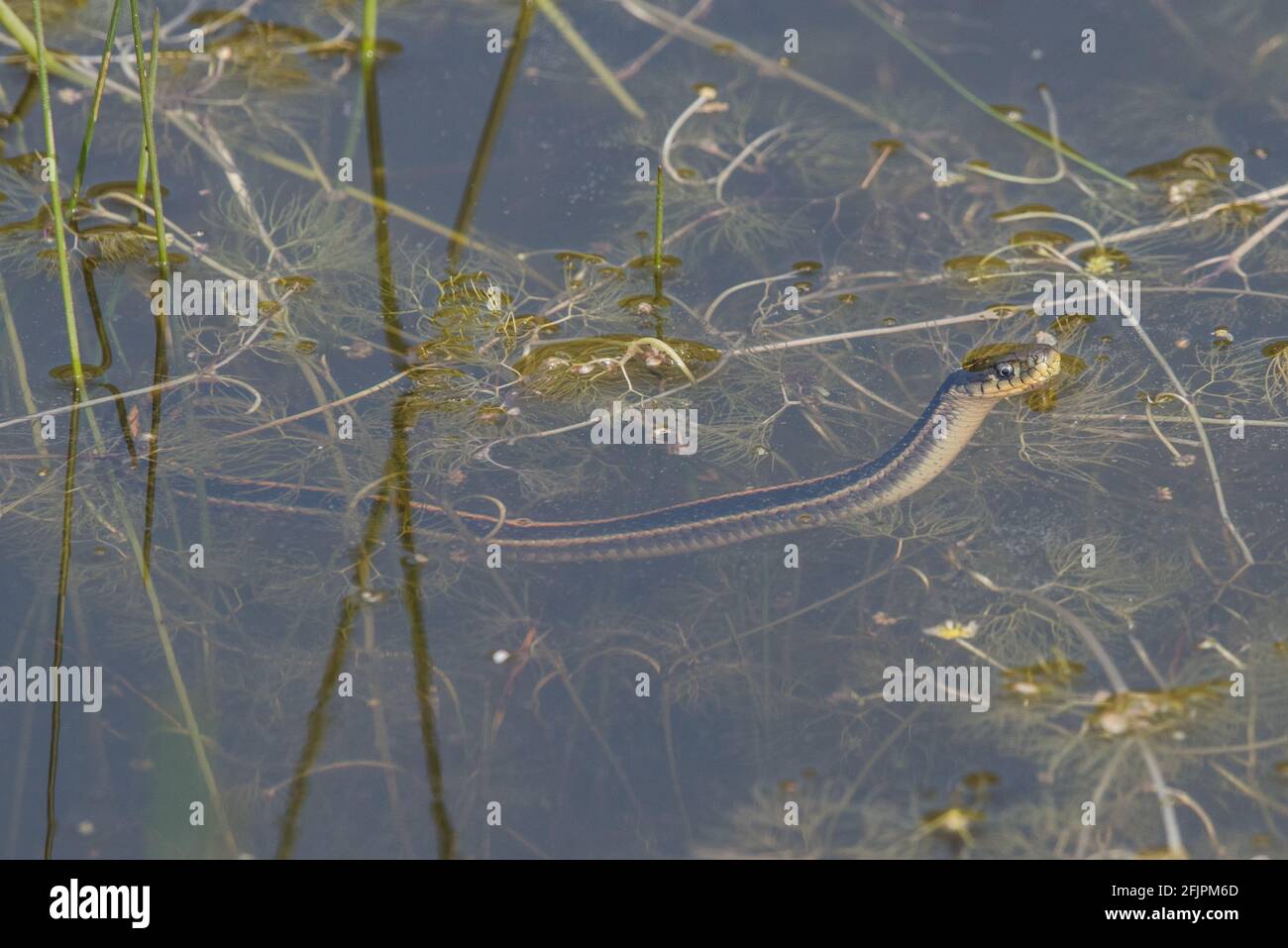 A diablo range gartersnake (Thamnophis atratus zaxanthus) periscopes its head out of the water of a small pond where this semi aquatic snake lives. Stock Photo