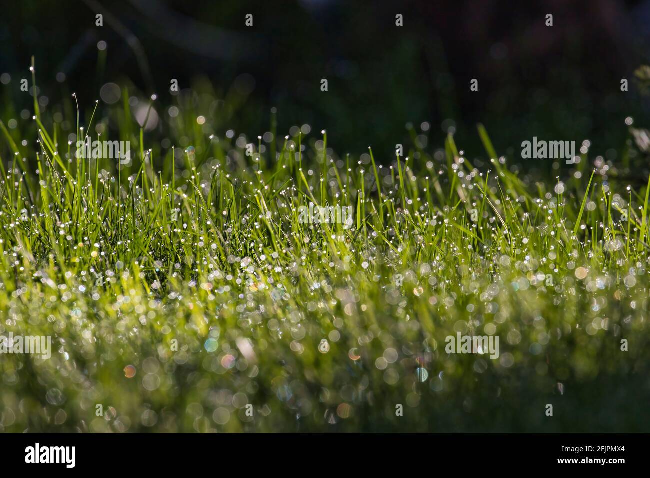 Golden leaf drops sun hi-res stock photography and images - Alamy