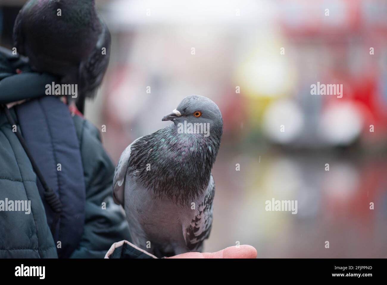 two beautiful pigeons sit on the hand Stock Photo Alamy