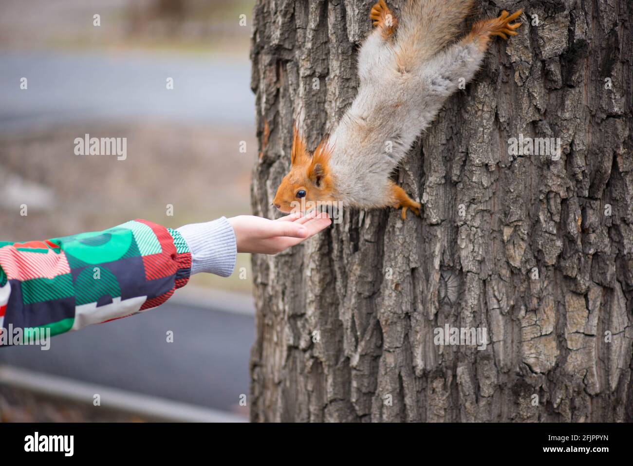 shaggy squirrel comes down from the tree and eats from his hands Stock Photo