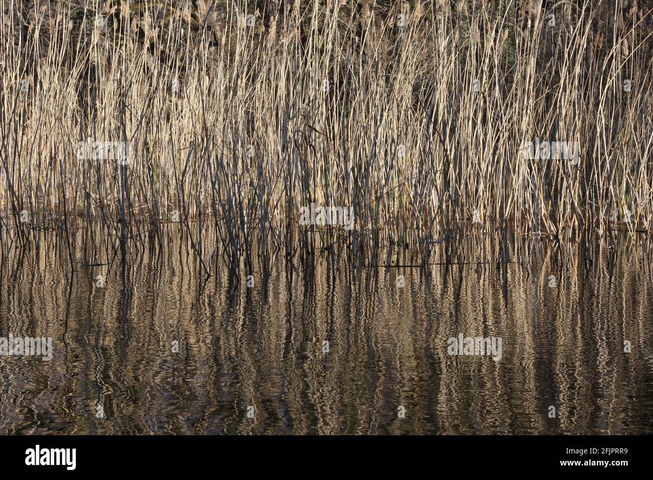 Reeds on the water at Saint Naum area in Lake Ohrid, Macedonia. Stock Photo