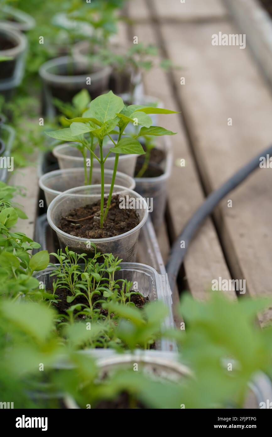 pepper seedlings in a greenhouse, greenhouse with bell pepper, pepper