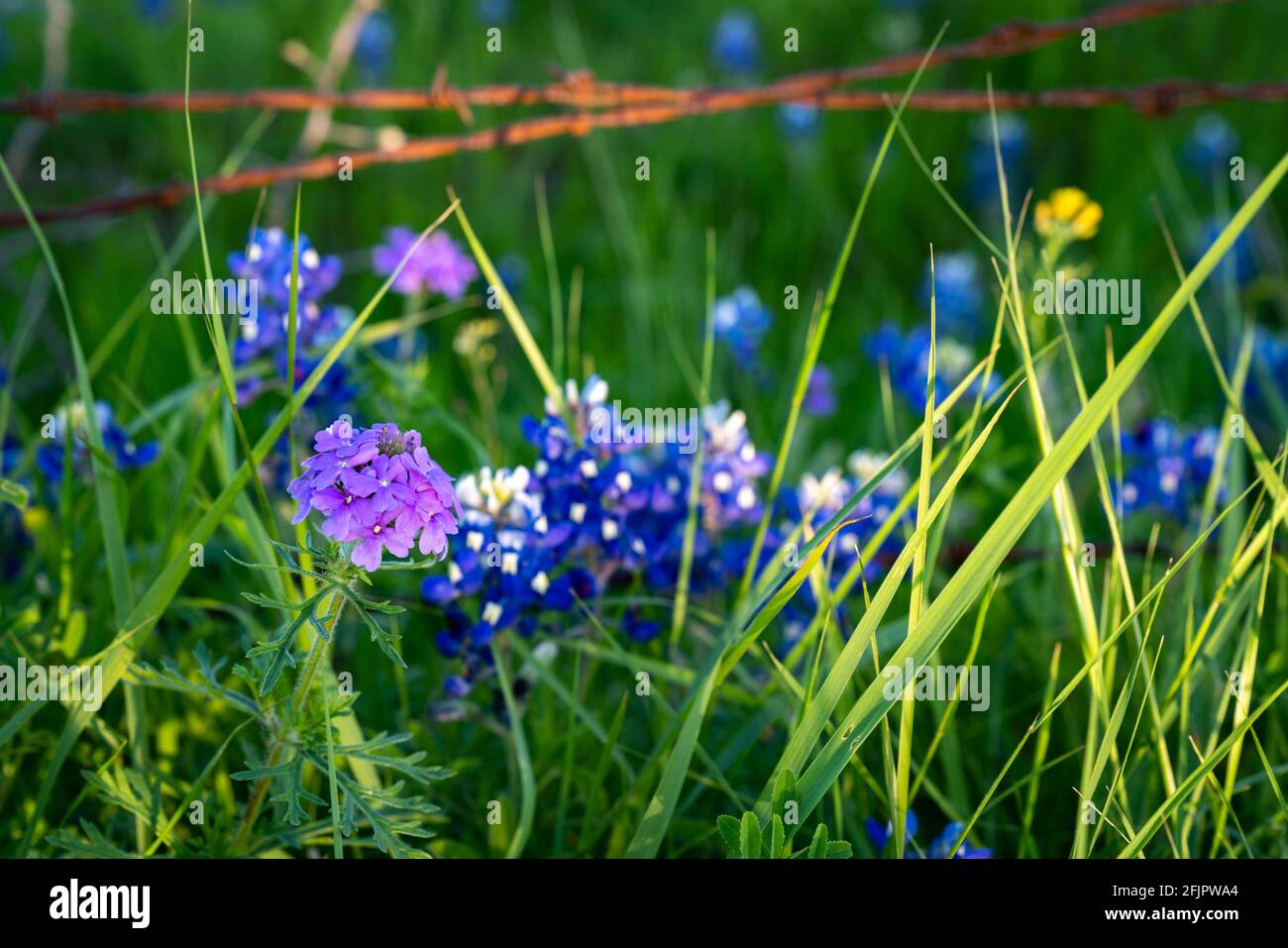 Wildflowers in North Texas countryside Stock Photo Alamy