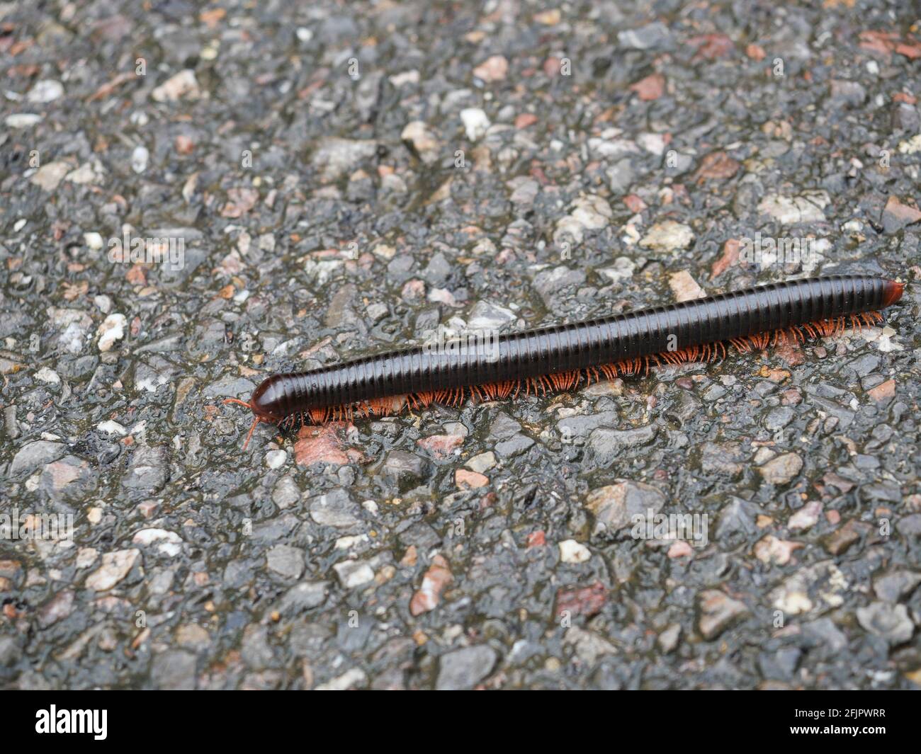 Black with red color Millipede walking on an asphalt road, Arthropod animal with that many legs Stock Photo