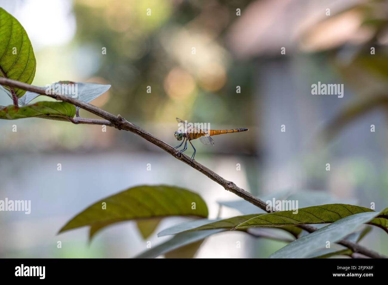 A dragonfly sitting on a red guava tree branch Stock Photo