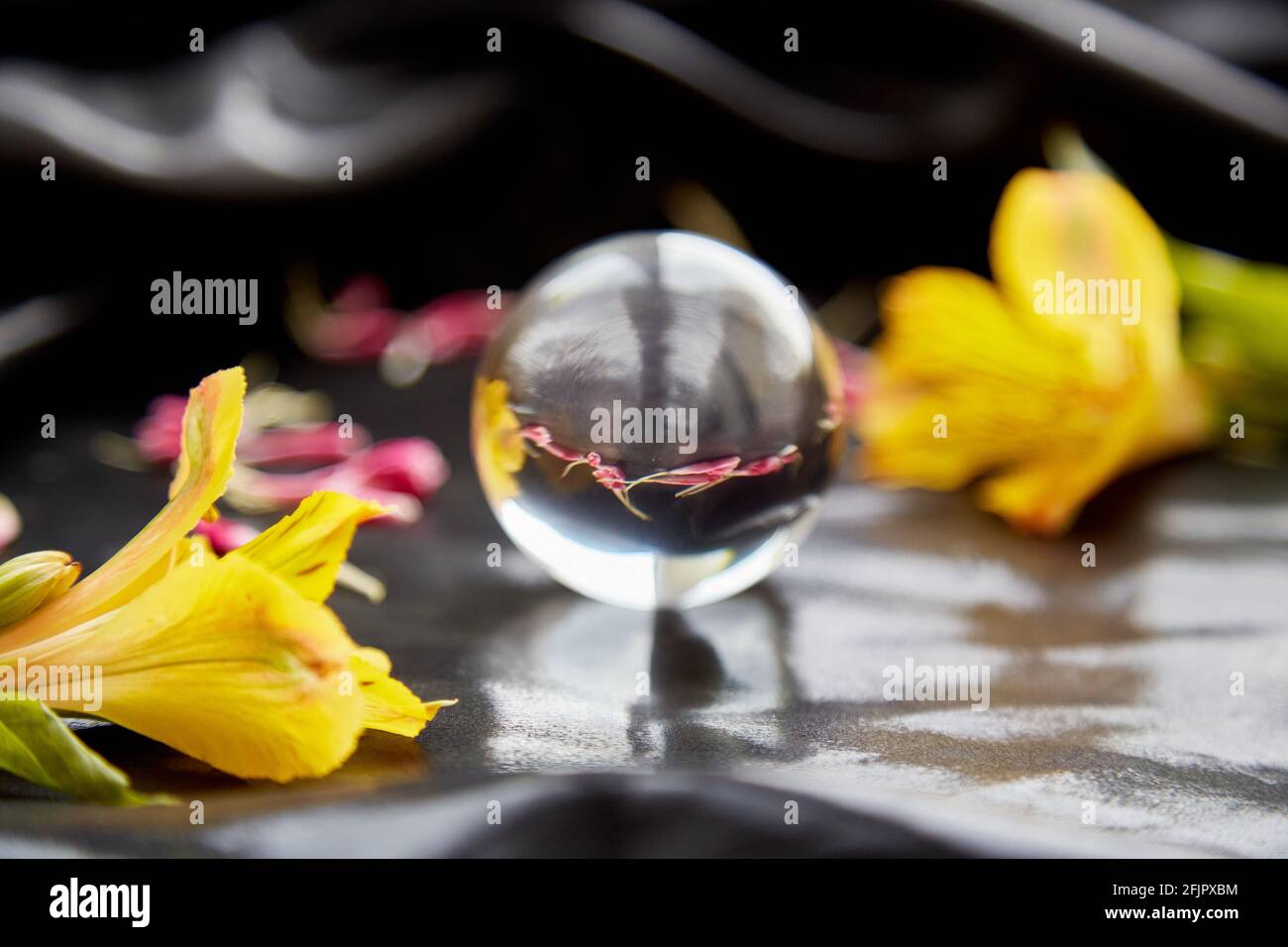 Fresh and dry flowers in an optical illusion ball. Concept of Earth Day, Environment Day and climate-change goals. High quality photo Stock Photo