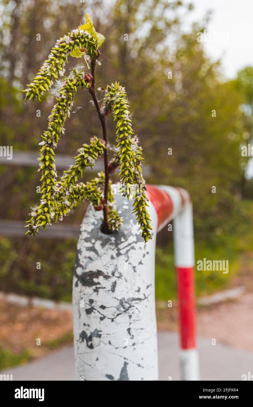 Selective focus of plant growing on the small hole of railings against a blurred background Stock Photo