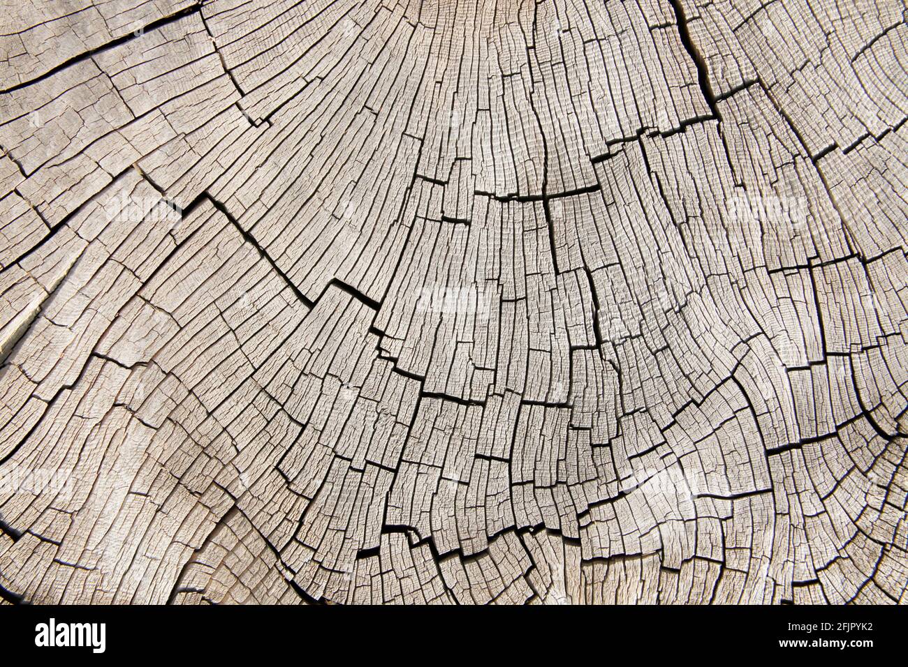 Wooden cross section . Abstract wood texture background Stock Photo - Alamy