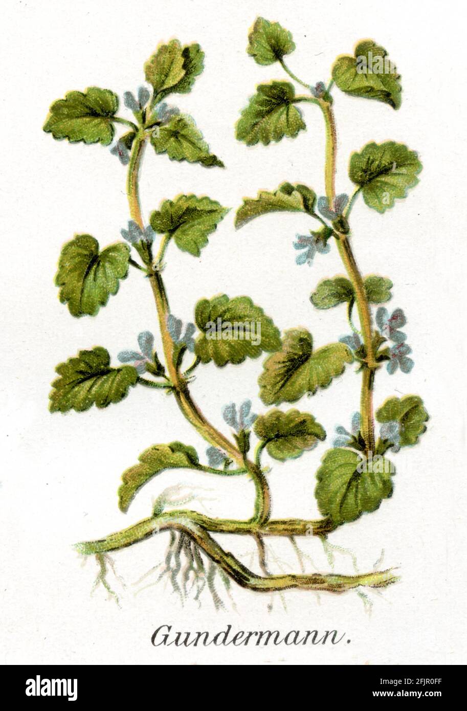 ground-ivy / Glechoma hederacea / Gundermann  / Health book, 1911) Stock Photo