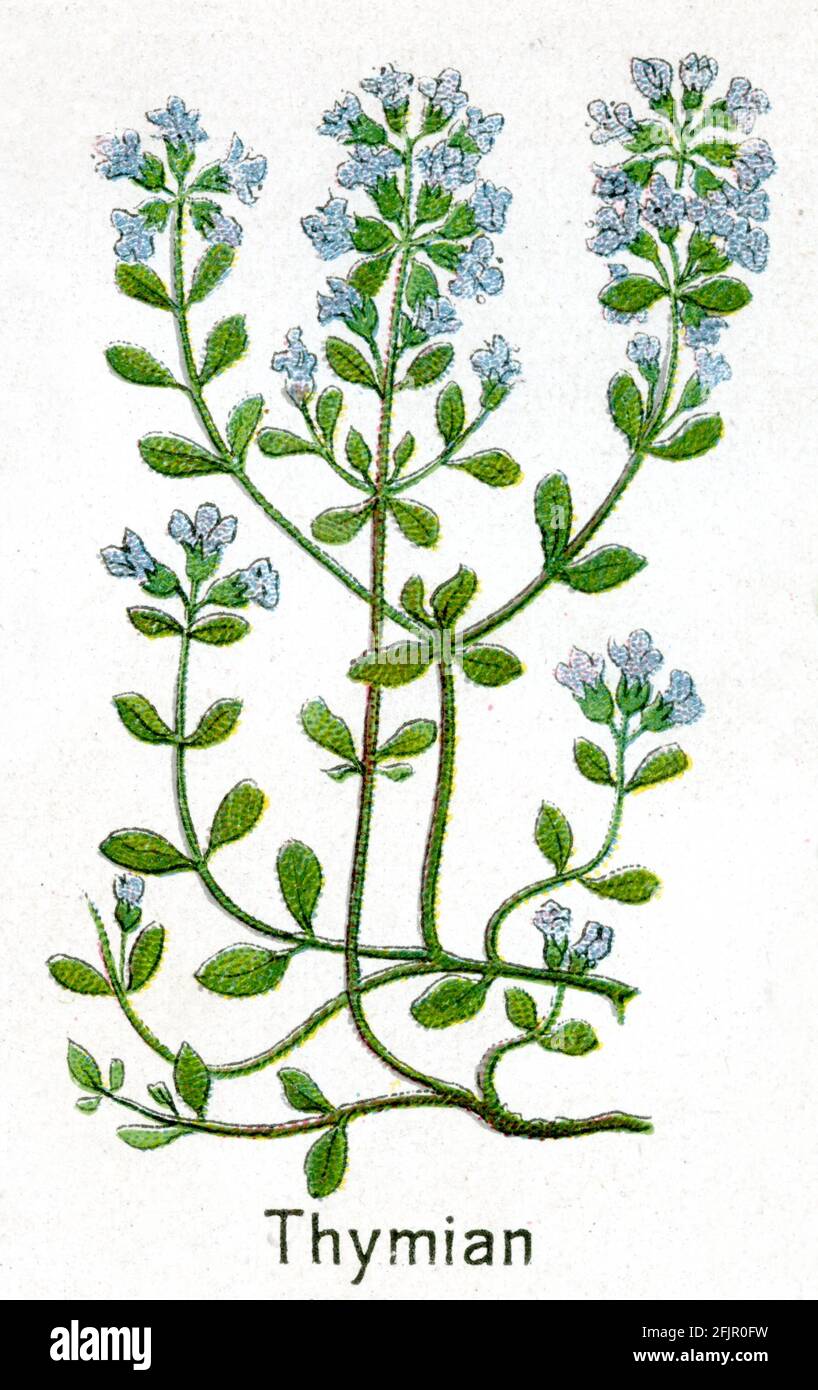 Thym commun illustration hires stock photography and images Alamy