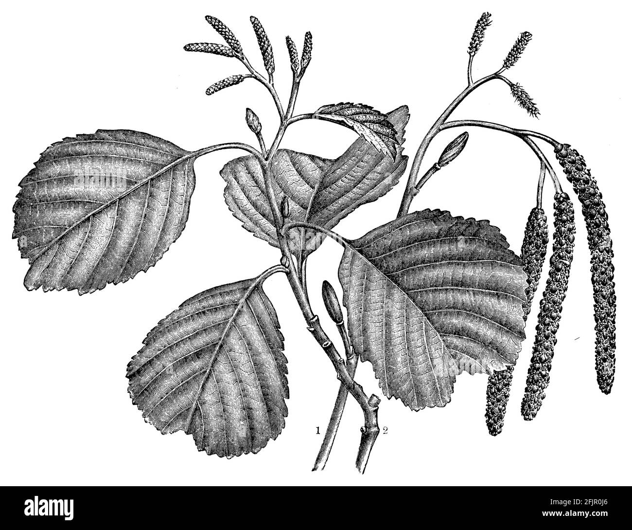 alder / Alnus glutinosa / SchwarzErle (botany book, 1905 Stock Photo