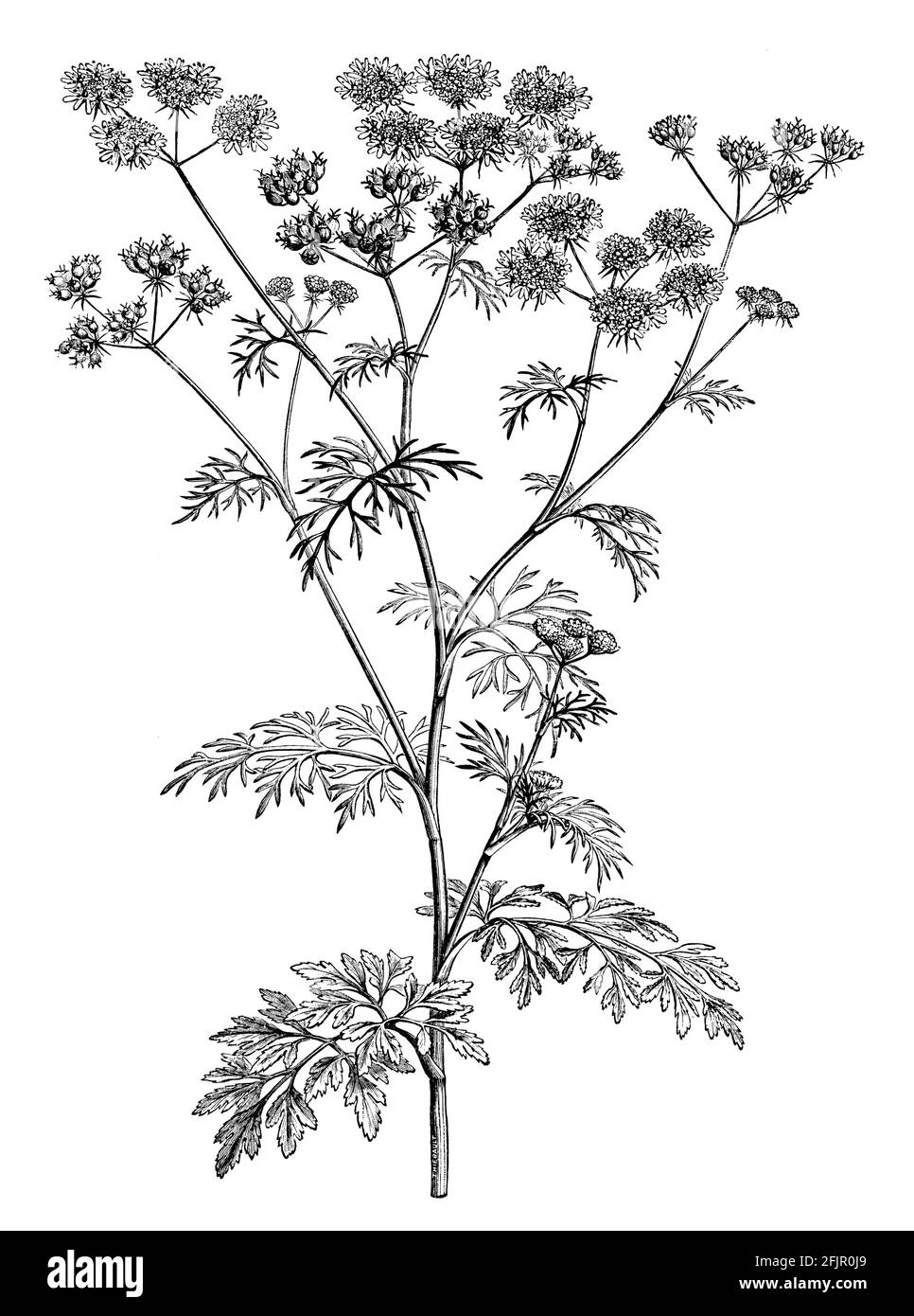 coriander / Coriandrum sativum / Koriander (botany book, 1905 Stock ...