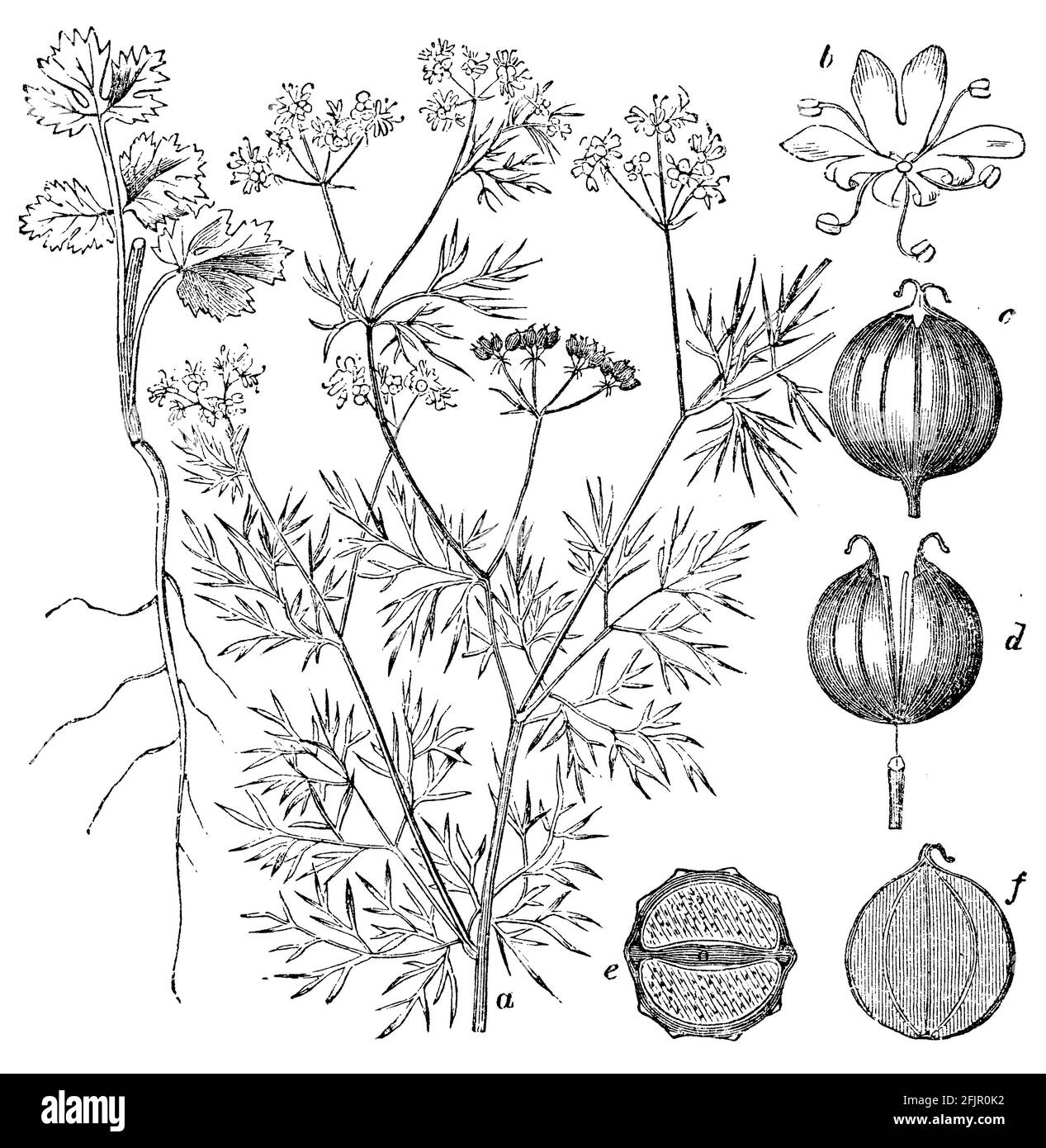 coriander / Coriandrum sativum / Koriander (religion history book, 1885