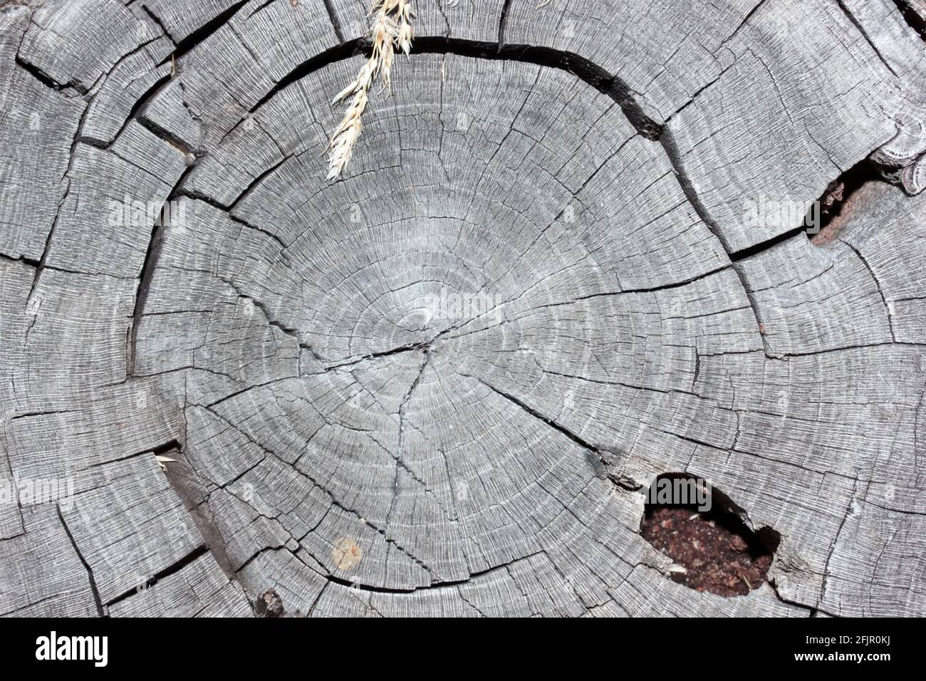 Wooden cross section . Abstract wood texture background Stock Photo - Alamy