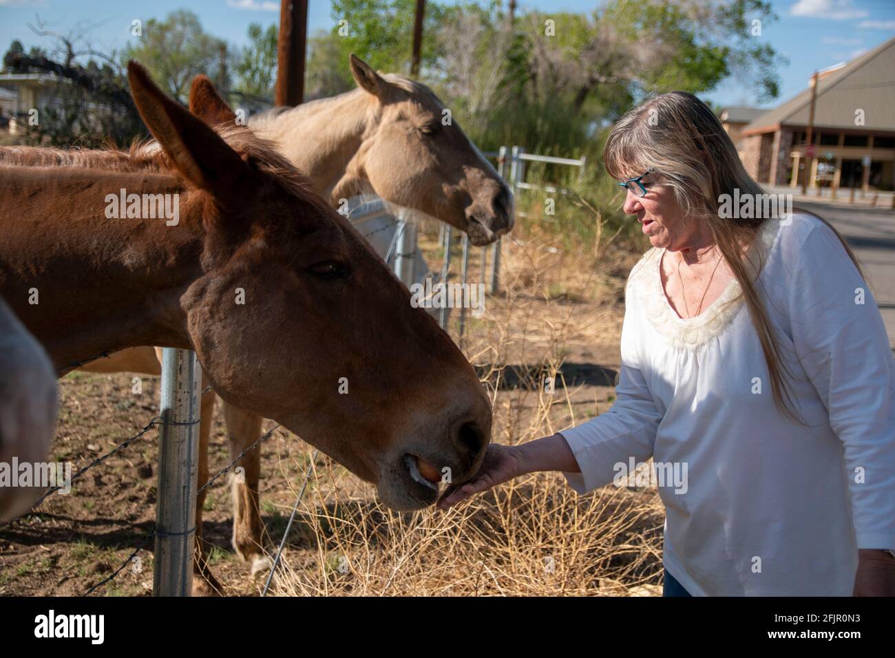 Feeding apple to horses hires stock photography and images Alamy