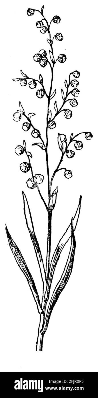 estragon / Artemisia dracunculus / Estragon (garden book, 1921) Stock Photo