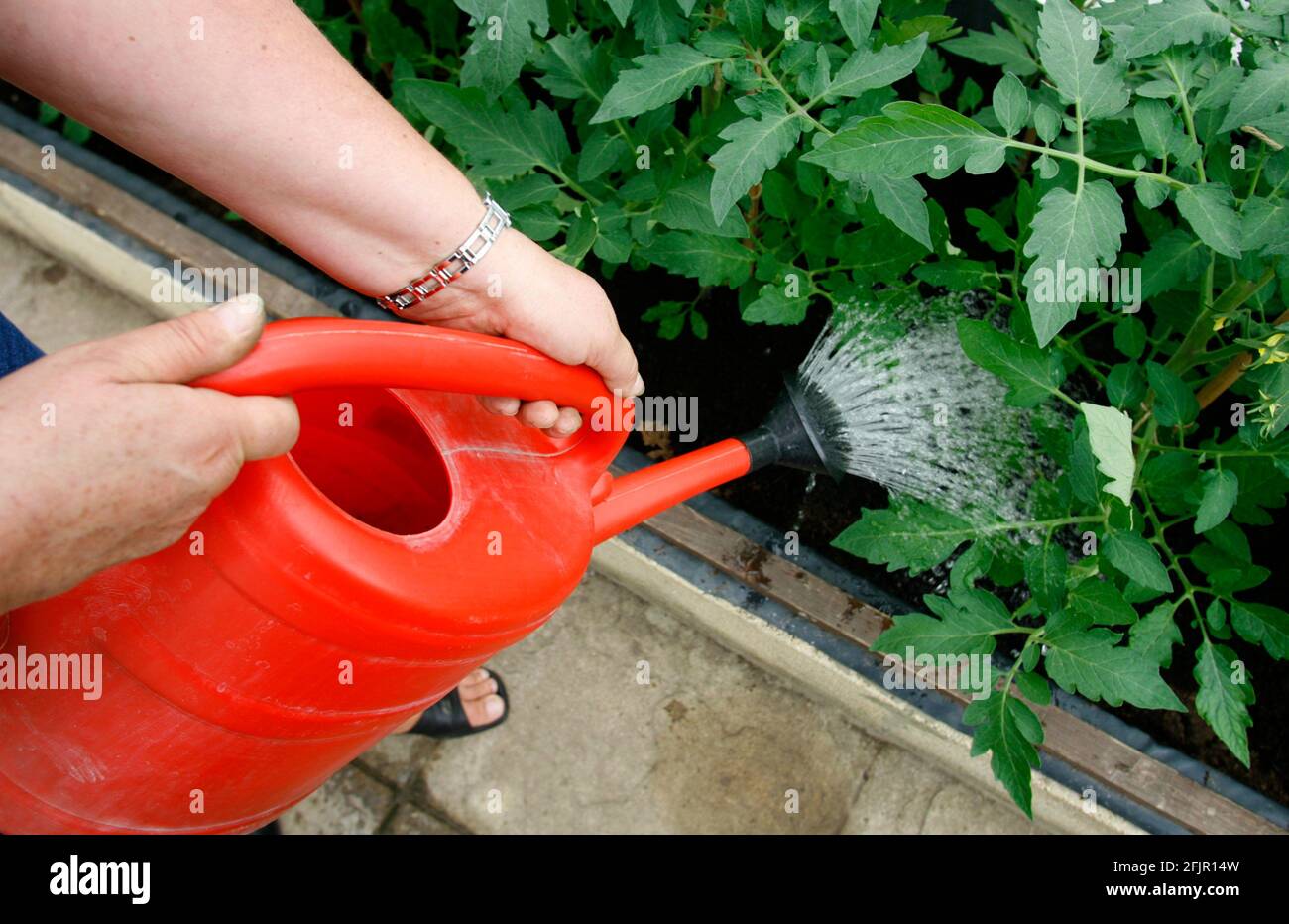 File photo dated 29/05/08 of a woman watering at an allotment in Southampton. Gardening more frequently may be linked to improvements in wellbeing, perceived stress and physical activity, new research suggests. Issue date: Monday April 26, 2021. Stock Photo