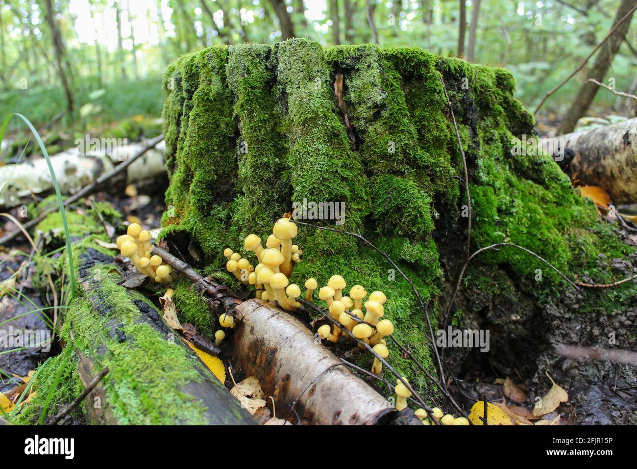 Old mossy tree stump in the forest and a family of mushrooms on it ...