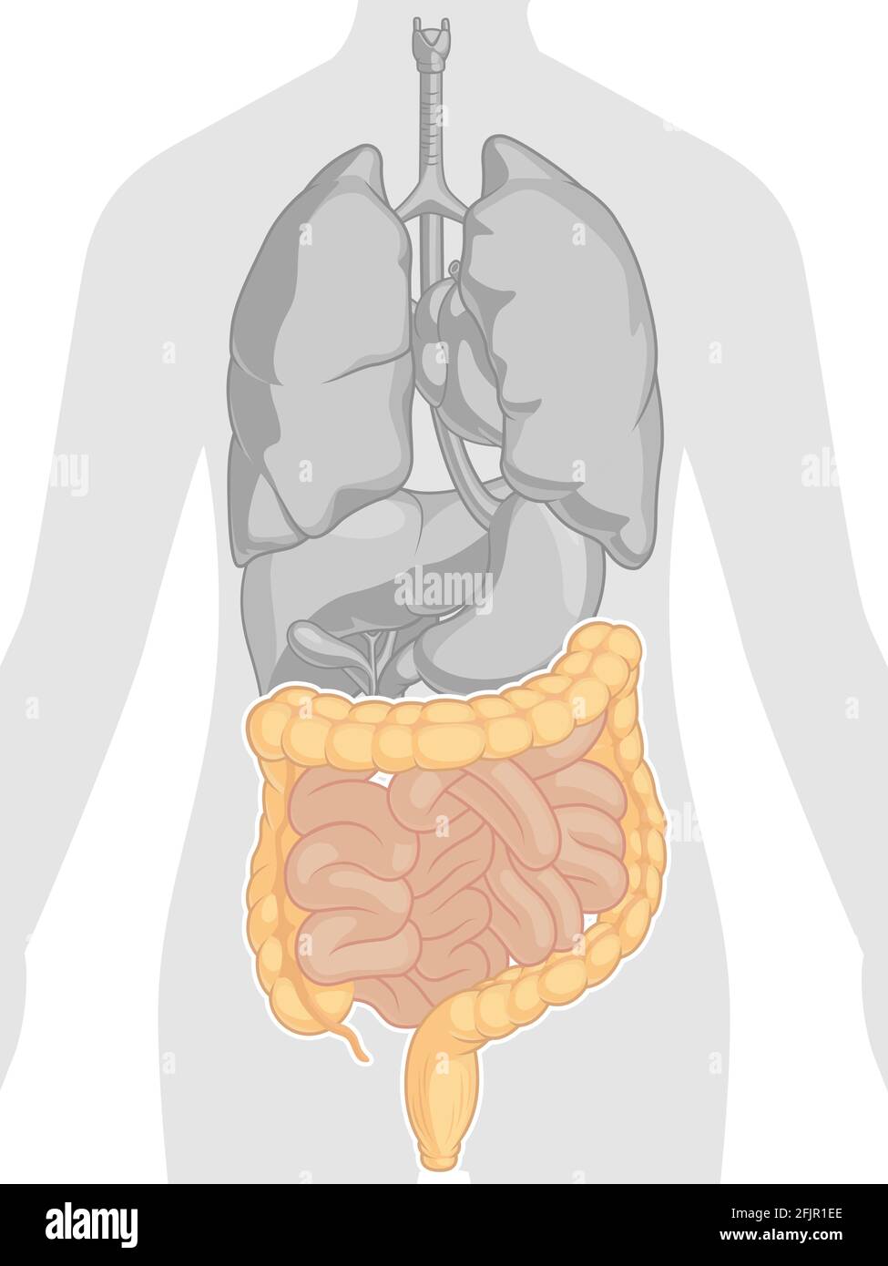 Intestine Digestive System Body Part Anatomy Cartoon Vector Drawing Stock Vector