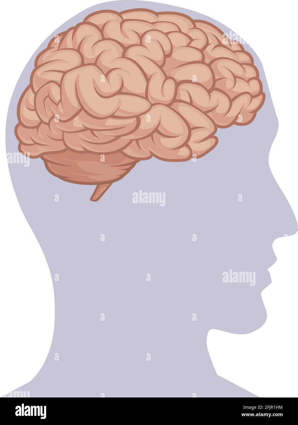 Brain Nervous System Body Organ Anatomy Diagram Chart Vector Stock Vector