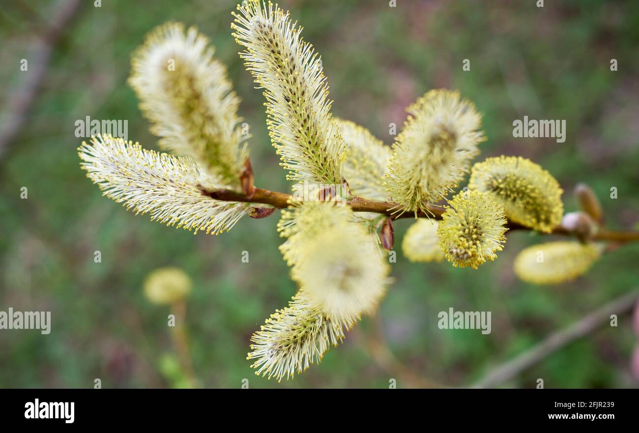 Willow catkins in closeup Stock Photo