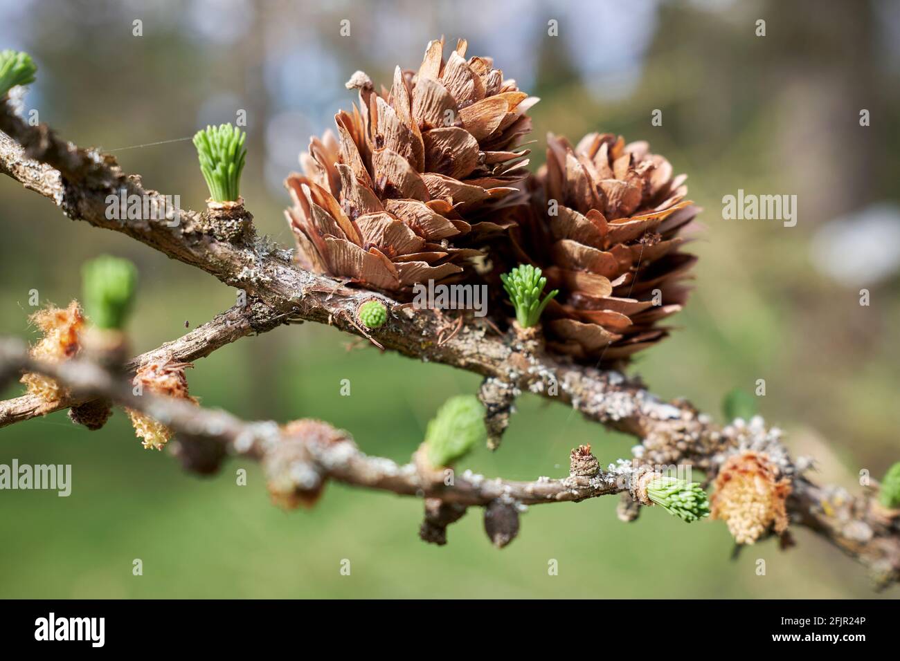 Larix × lubarskii Sukaczev larch cones in closeup Stock Photo