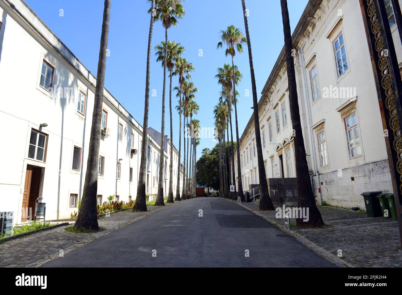 A palm tree street at the side of the National Museum of Natural History and Science in Lisbon, Portugal. Stock Photo