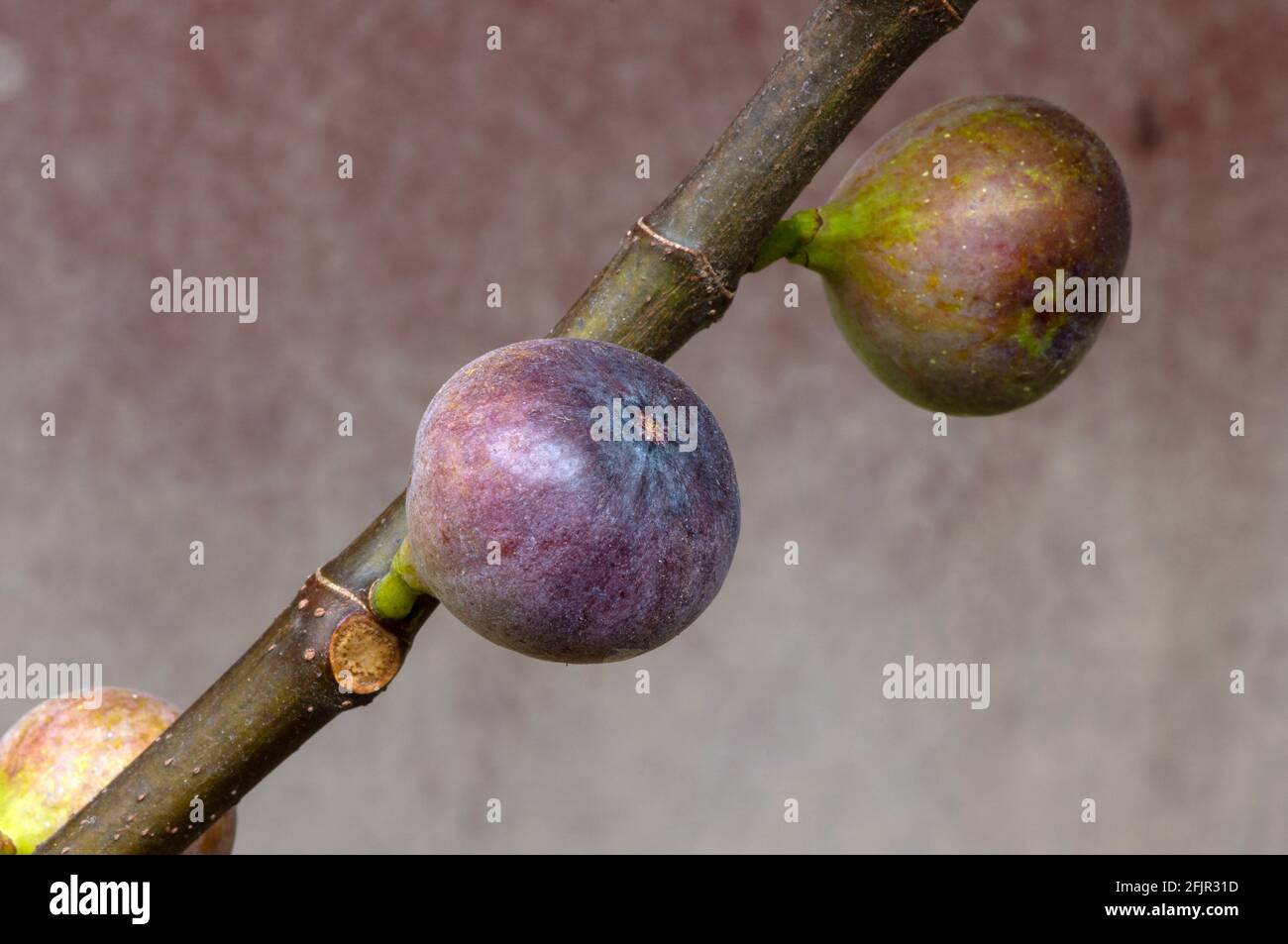 Close up of ripe Tin fruits, Fig fruits, in shallow focus. The Scientific name of this fruits is Ficus carica, a species of flowering plant in the mul Stock Photo