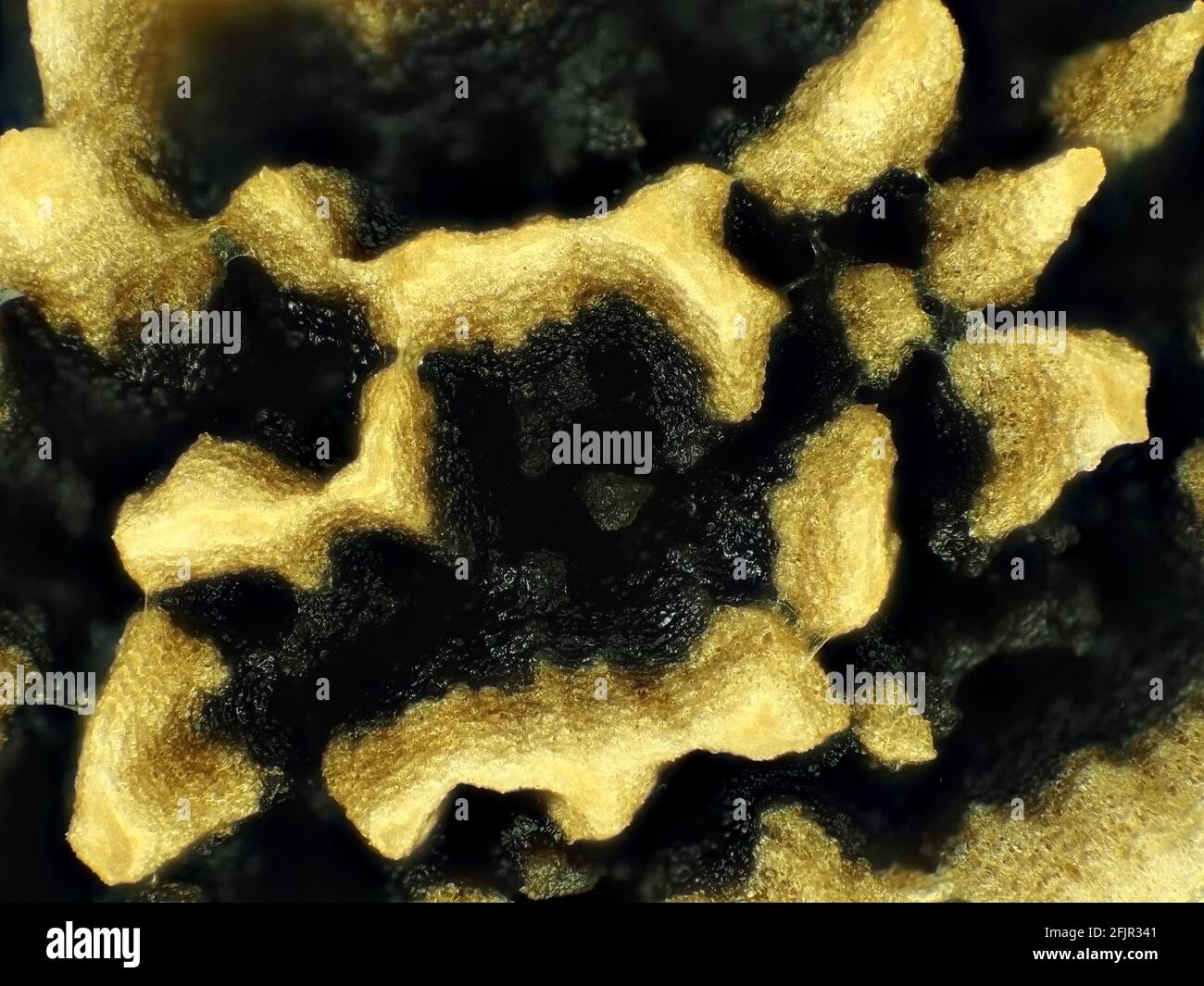 Papaya seed under the microscope, horizontal field of view is about 3mm