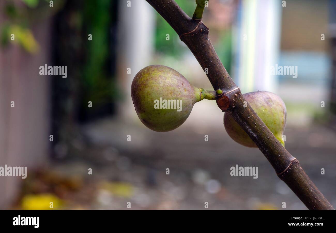 Close up of ripe Tin fruits, Fig fruits, in shallow focus. The Scientific name of this fruits is Ficus carica, a species of flowering plant in the mul Stock Photo