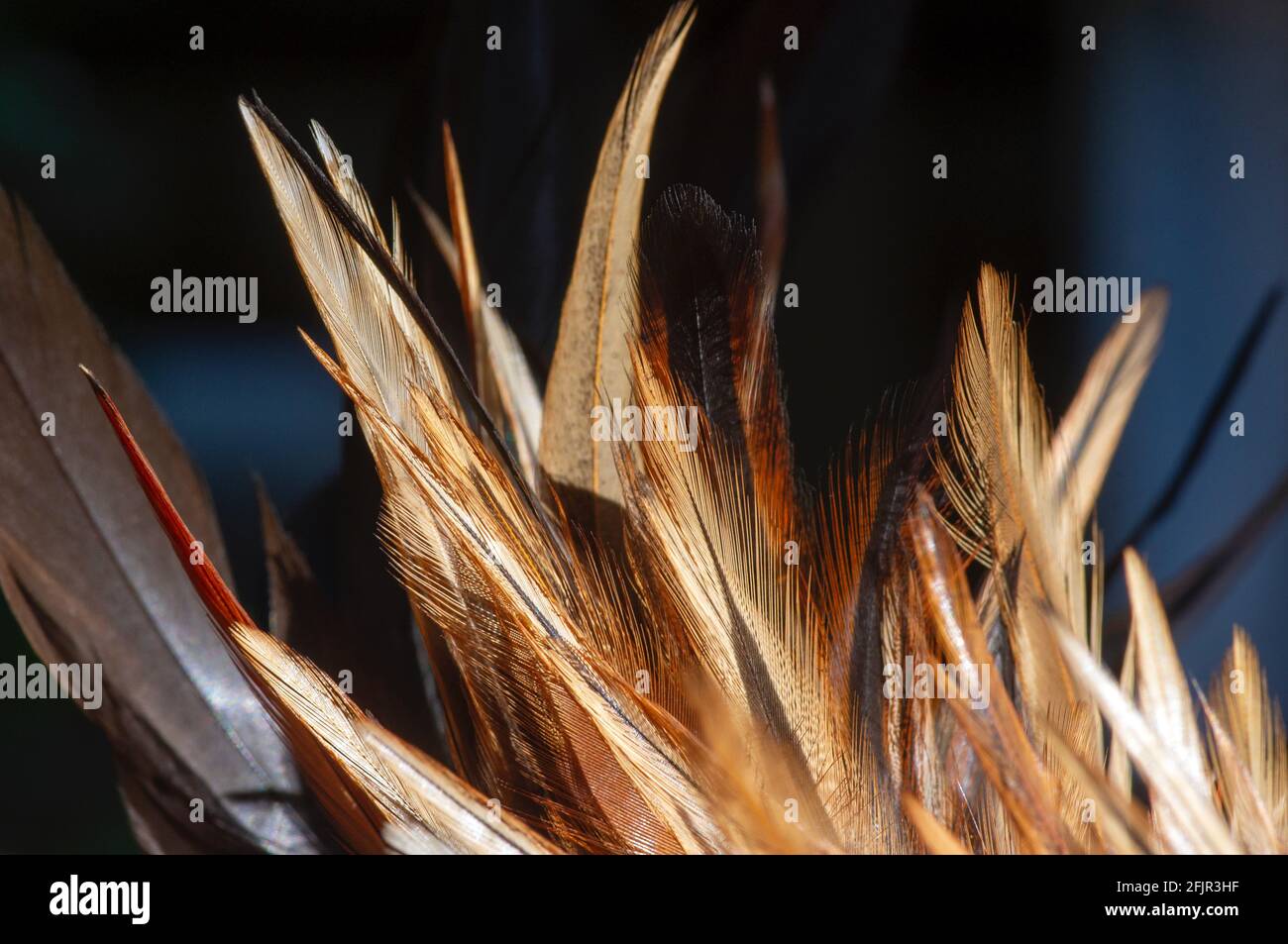 Colorful chicken feather, selected focus, natural backgroun Stock Photo