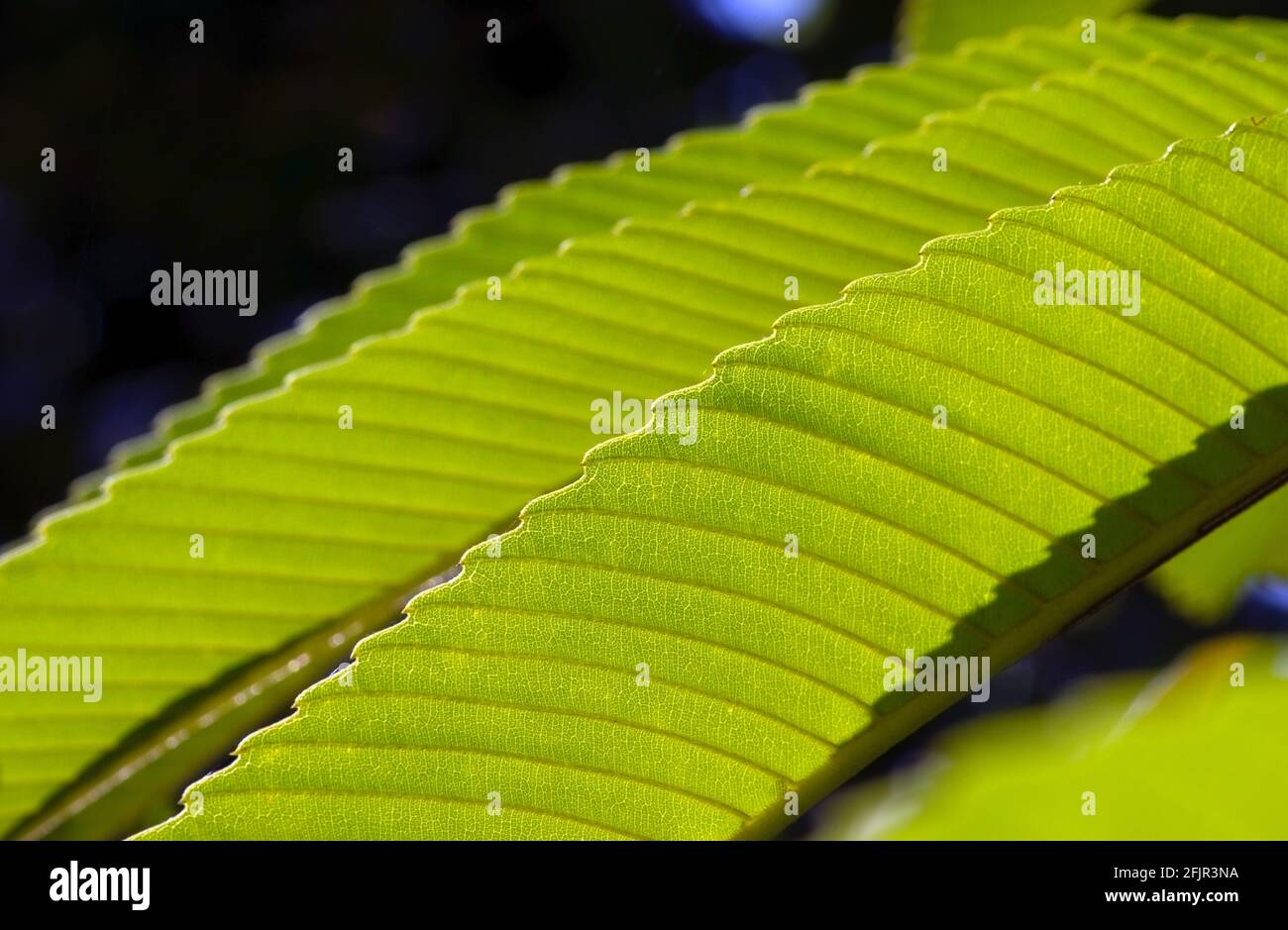 Dillenia indica leaves, selected focus, commonly known as elephant