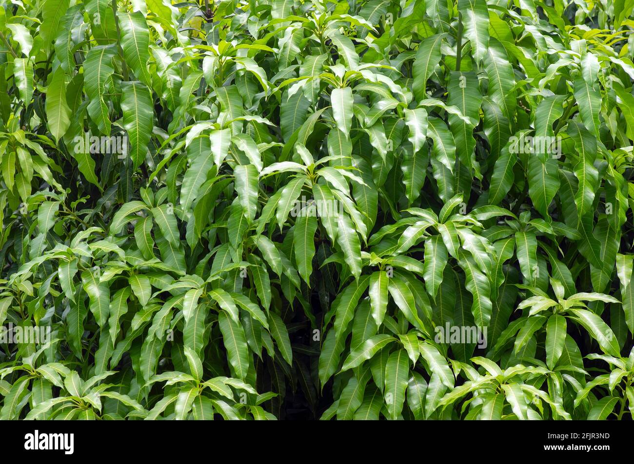 Green mango young leaves for natural background Stock Photo