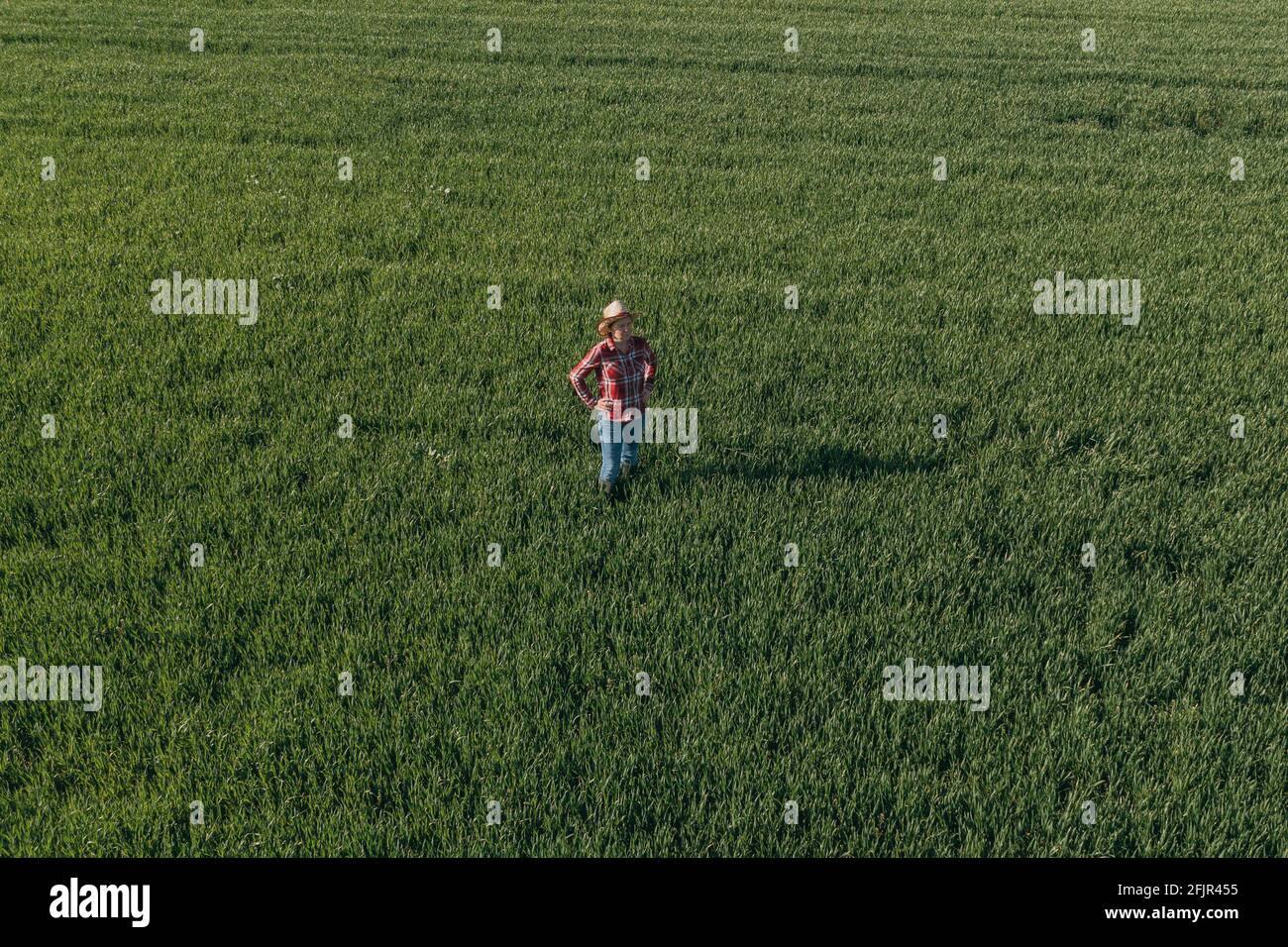 Aerial view of female farmer standing in green wheat field and looking ...