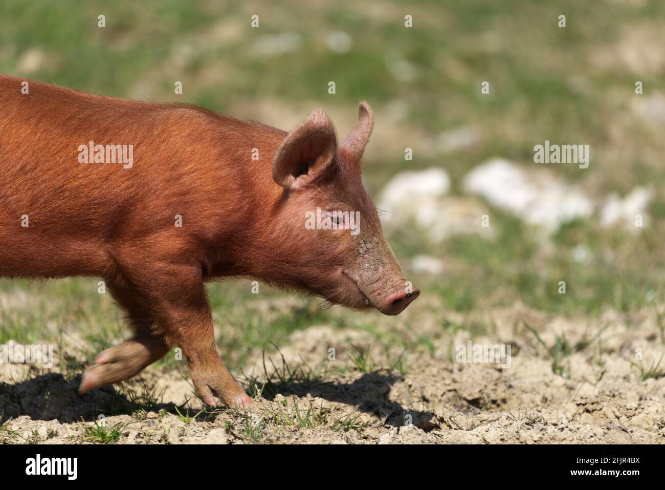 tamworth piglet close up walking Stock Photo