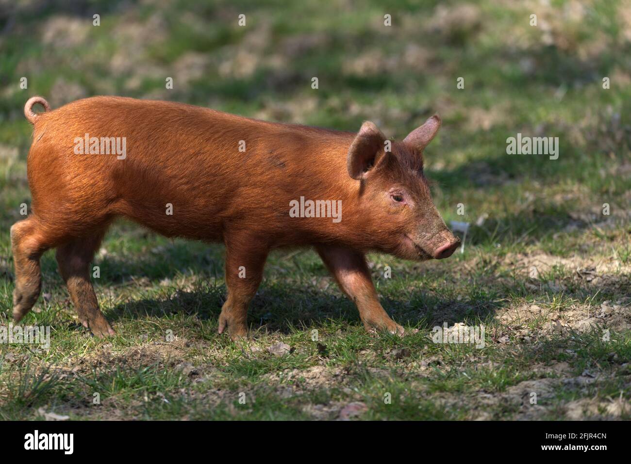 tamworth piglet close up walking Stock Photo