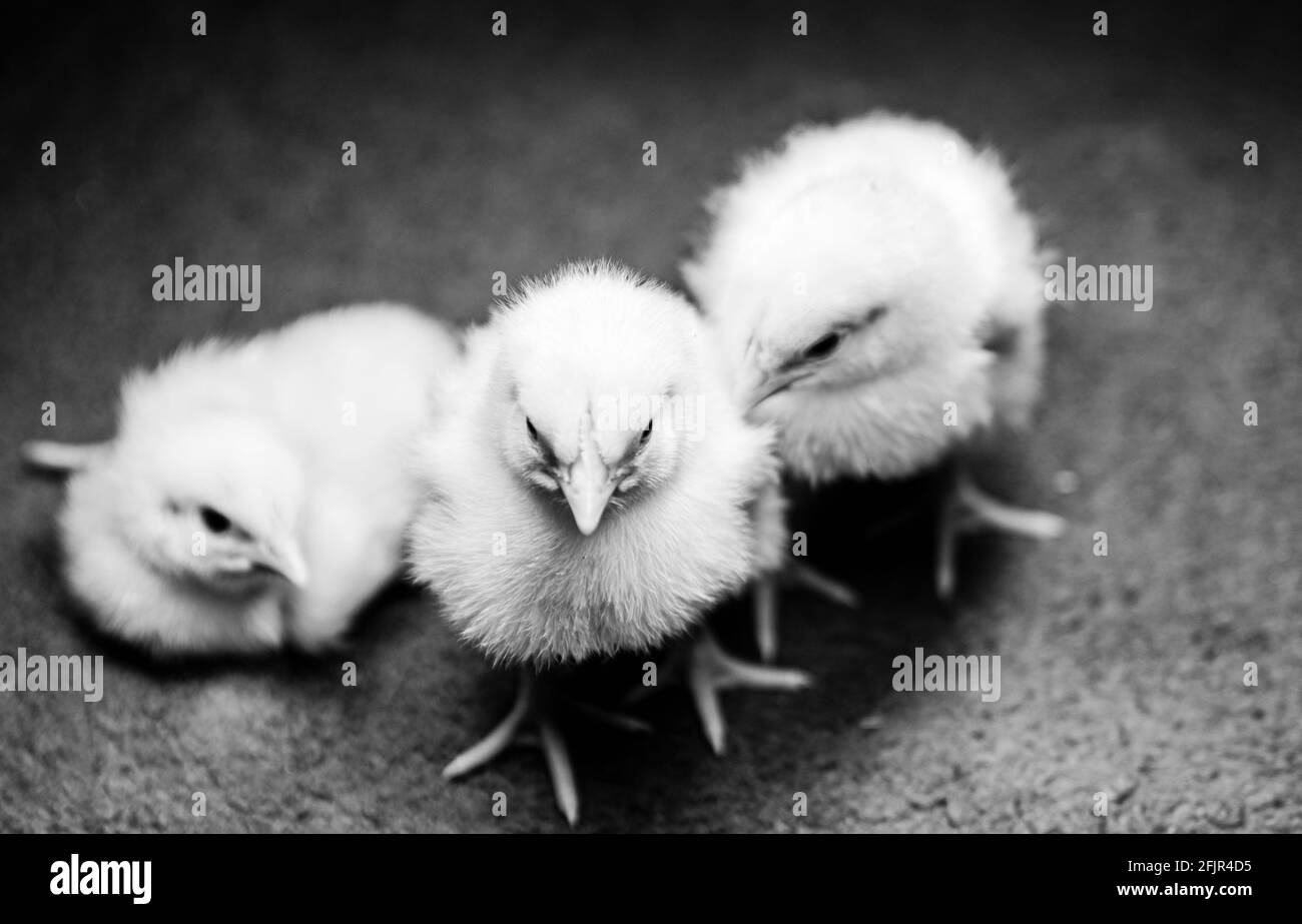 Three adorable newborn baby chicks Stock Photo