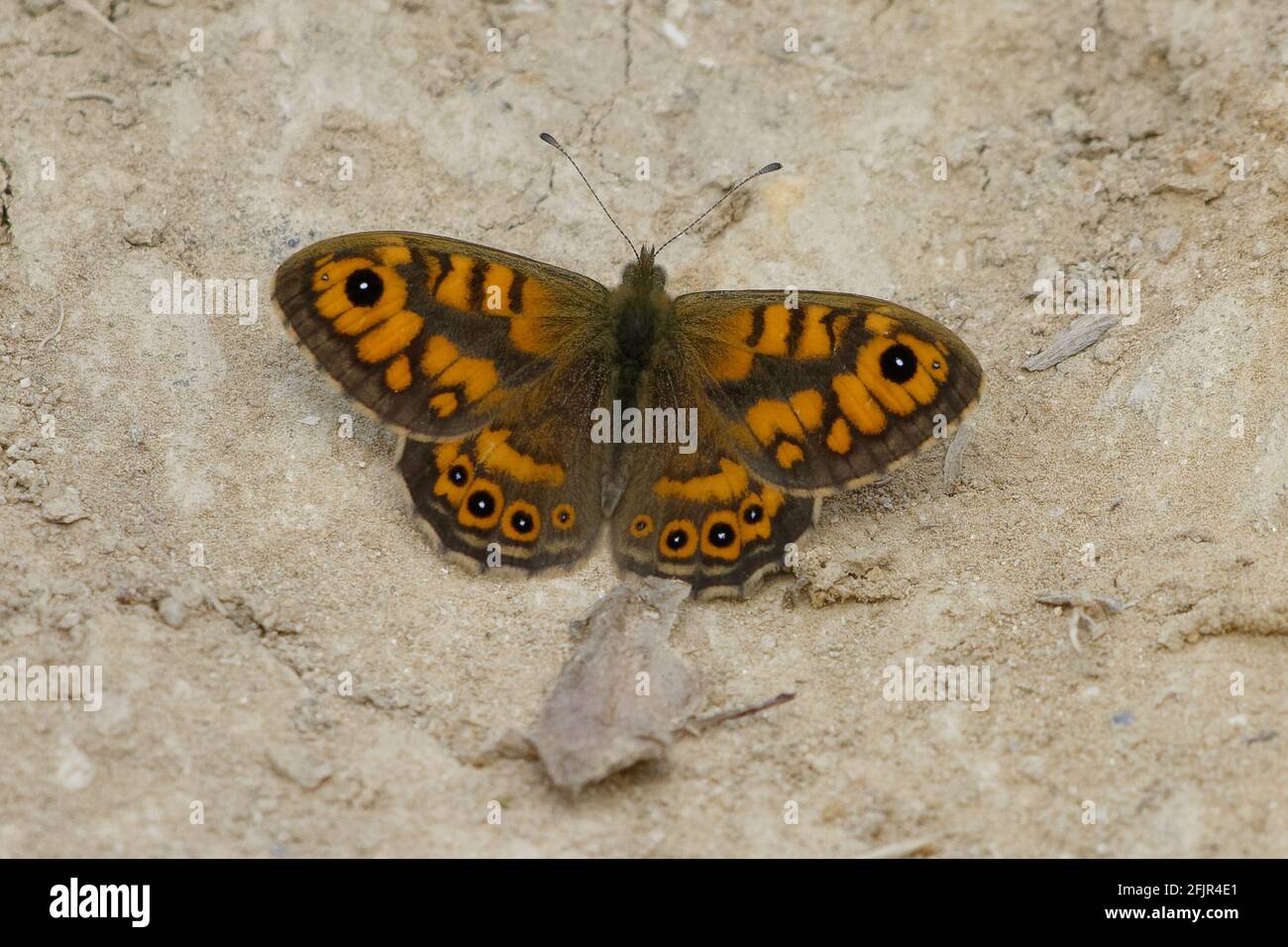 Male Wall brown (Lasiommata megera) on the ground Stock Photo