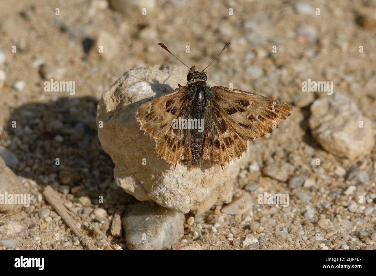 Mallow skipper (Carcharodus alceae) resting on a stone Stock Photo