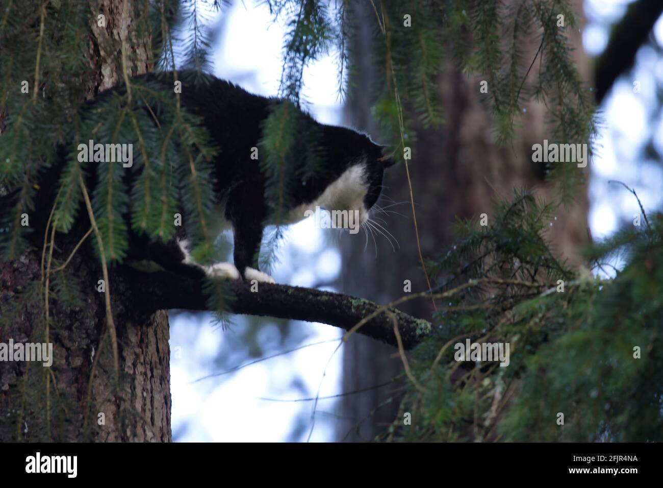 black and white adult cat standing up in a pine tree Stock Photo Alamy