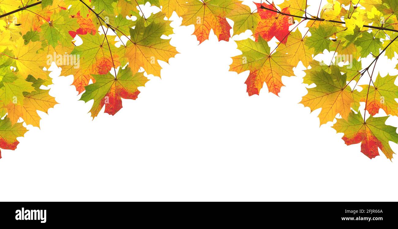 Frame with branch of maple with leaves of green, yellow and red color ...